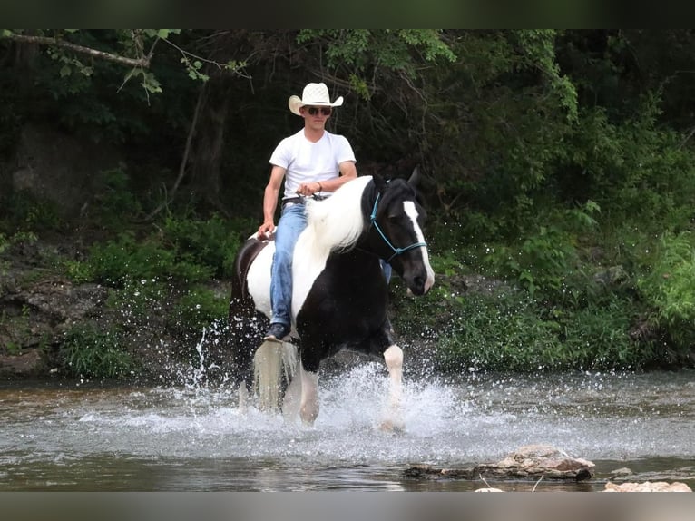 caballo de tiro Mestizo Caballo castrado 7 años in Mt Vernon, MO