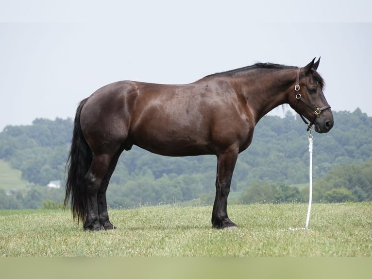 caballo de tiro Mestizo Caballo castrado 7 años Castaño oscuro in Fresno