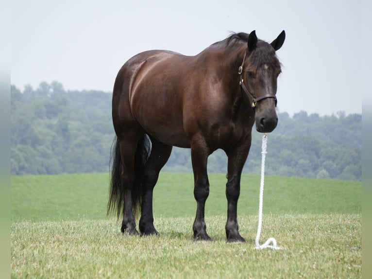 caballo de tiro Mestizo Caballo castrado 7 años Castaño oscuro in Fresno
