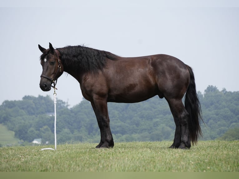 caballo de tiro Mestizo Caballo castrado 7 años Castaño oscuro in Fresno