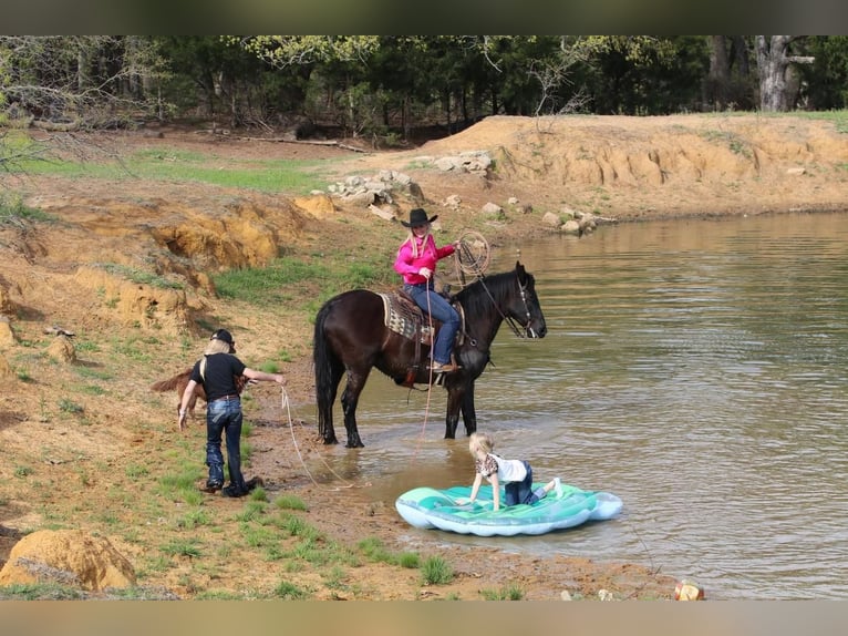caballo de tiro Mestizo Caballo castrado 7 años Negro in Joshua, TX