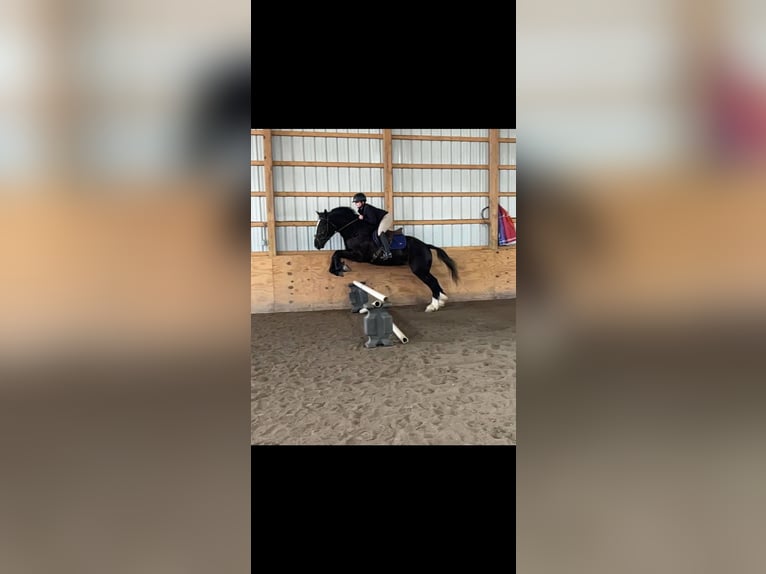 caballo de tiro Caballo castrado 7 años Negro in Everett PA