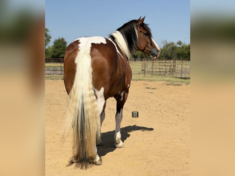 caballo de tiro Mestizo Caballo castrado 7 años Pío in Weatherford