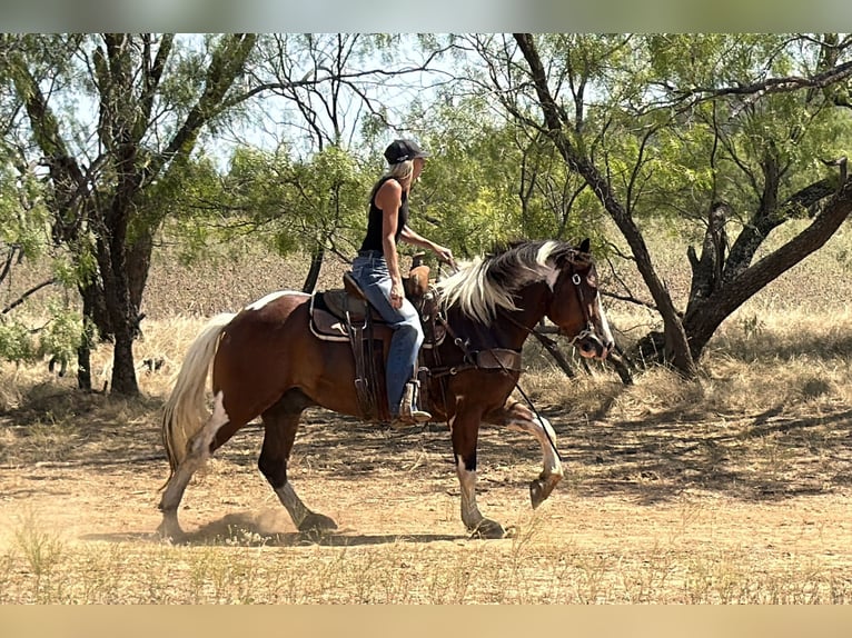 caballo de tiro Mestizo Caballo castrado 7 años Pío in Weatherford