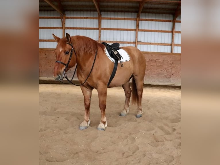 caballo de tiro Mestizo Caballo castrado 7 años Red Dun/Cervuno in Fergus Falls, MN
