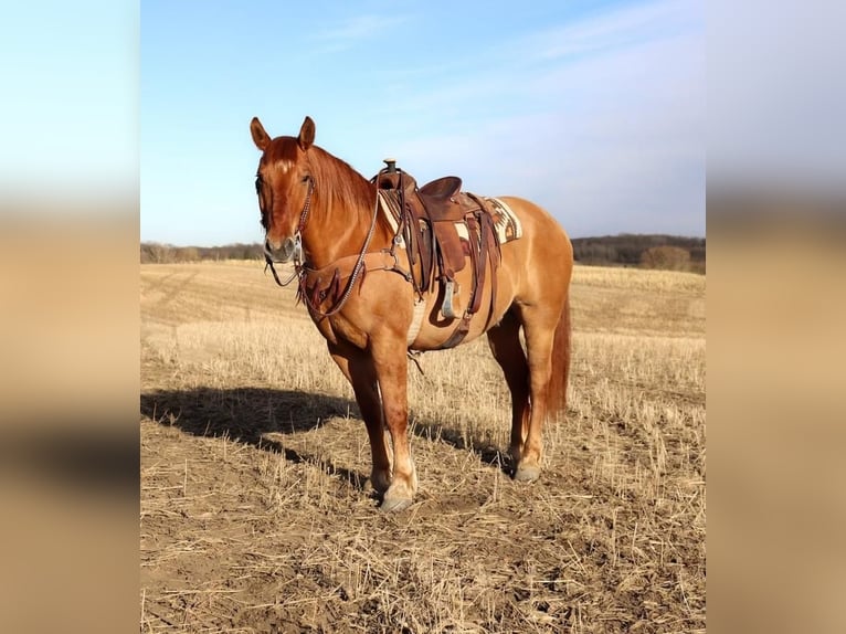 caballo de tiro Mestizo Caballo castrado 7 años Red Dun/Cervuno in Fergus Falls, MN