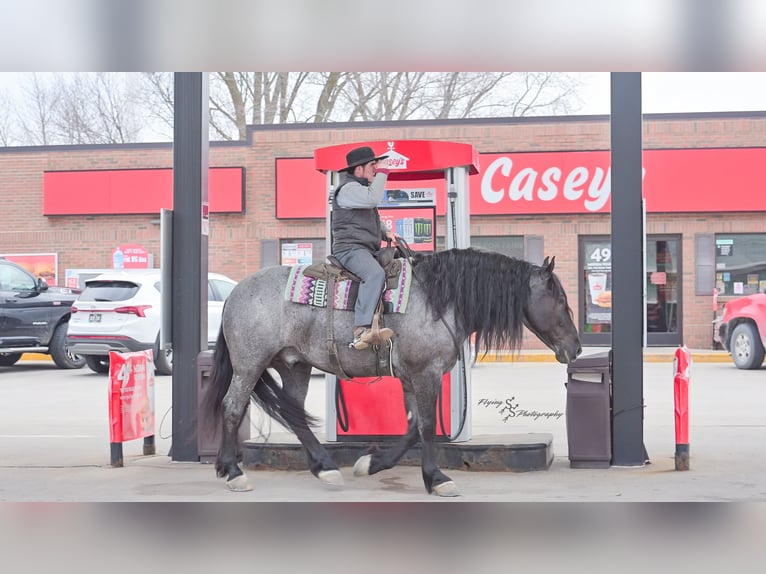 caballo de tiro Caballo castrado 7 años Ruano azulado in Fairbank IA