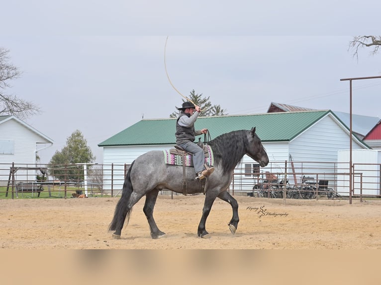 caballo de tiro Caballo castrado 7 años Ruano azulado in Fairbank IA