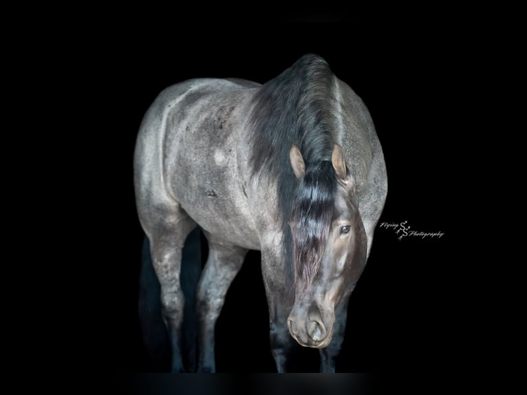 caballo de tiro Caballo castrado 7 años Ruano azulado in Fairbank IA