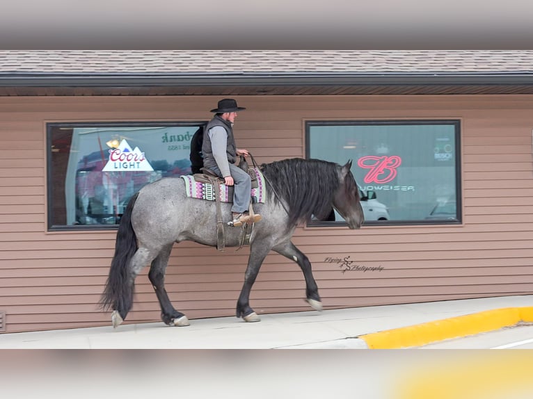caballo de tiro Caballo castrado 7 años Ruano azulado in Fairbank IA