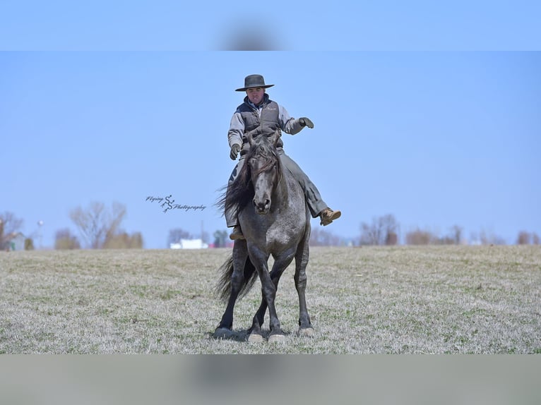 caballo de tiro Caballo castrado 7 años Ruano azulado in Fairbank IA