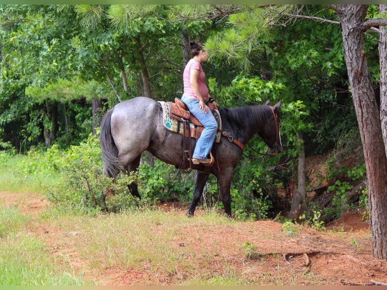 caballo de tiro Caballo castrado 7 años Ruano azulado in Rusk TX