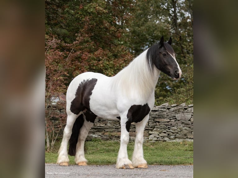 caballo de tiro Caballo castrado 7 años Tobiano-todas las-capas in Everett PA