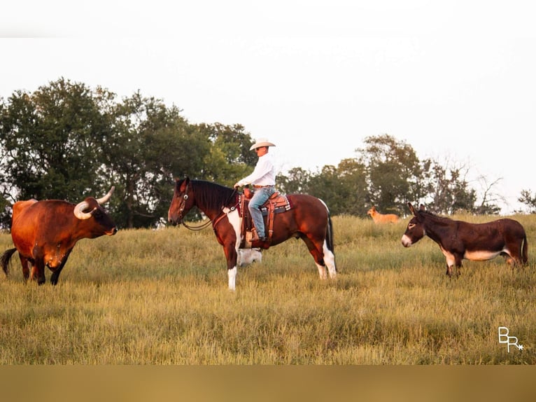 caballo de tiro Caballo castrado 7 años Tobiano-todas las-capas in Mountain Grove MO