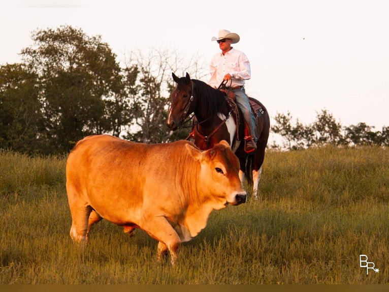 caballo de tiro Caballo castrado 7 años Tobiano-todas las-capas in Mountain Grove MO