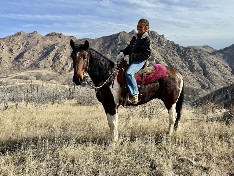 caballo de tiro Caballo castrado 7 años Tobiano-todas las-capas in Fort Collins
