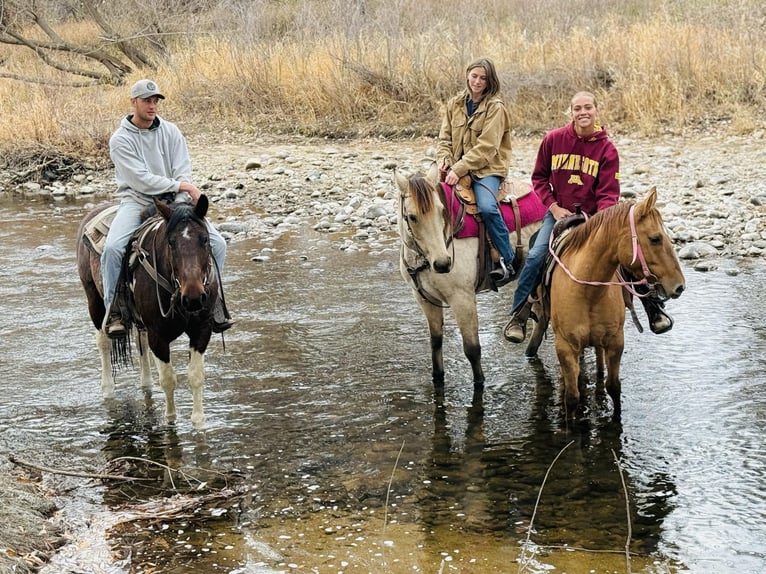 caballo de tiro Caballo castrado 7 años Tobiano-todas las-capas in Fort Collins