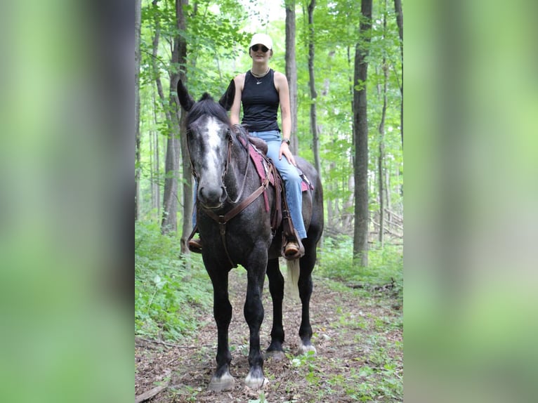 caballo de tiro Caballo castrado 7 años Tordo in Highland MI