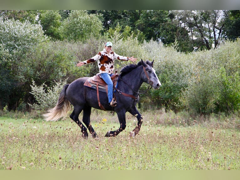 caballo de tiro Caballo castrado 7 años Tordo in Highland MI