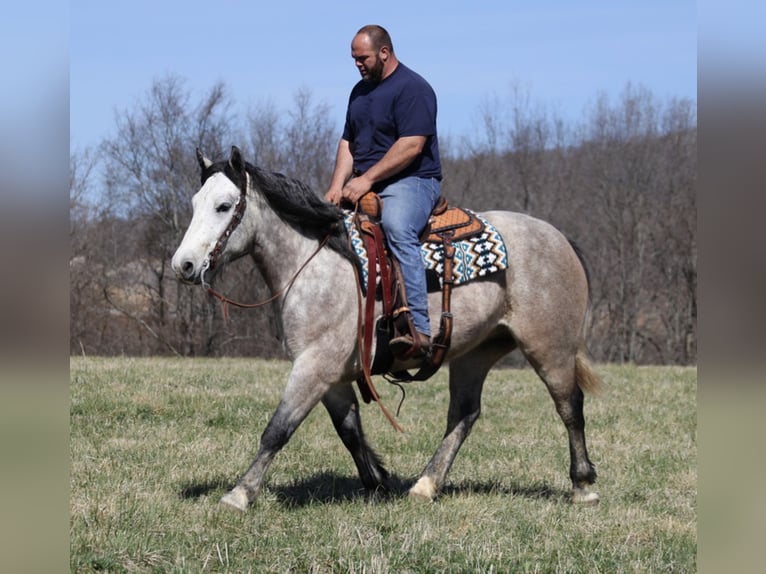 caballo de tiro Caballo castrado 7 años Tordo rodado in Mount vernon KY