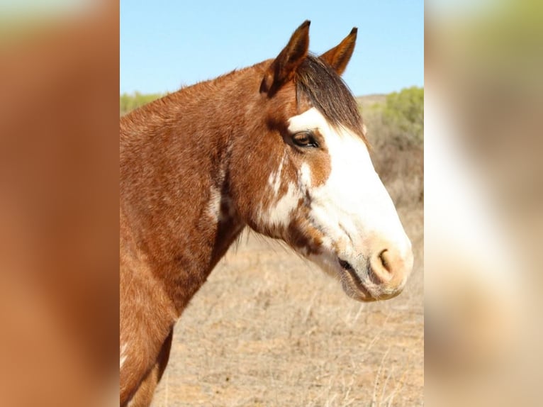 caballo de tiro Mestizo Caballo castrado 8 años 142 cm Castaño-ruano in Redrock, NM
