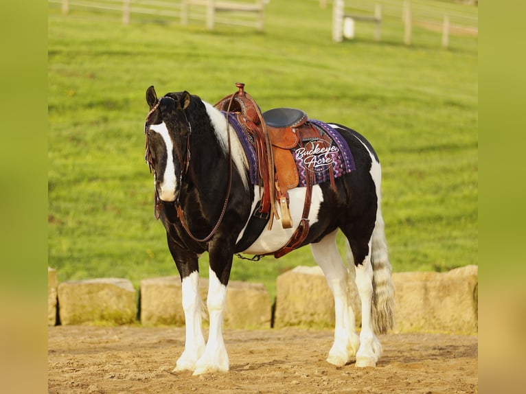 caballo de tiro Mestizo Caballo castrado 8 años 145 cm Tobiano-todas las-capas in Millersburg