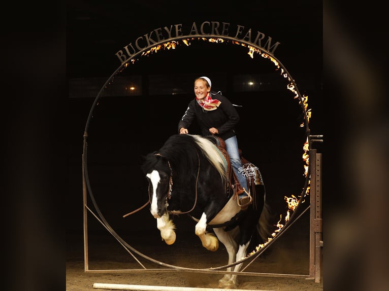 caballo de tiro Mestizo Caballo castrado 8 años 145 cm Tobiano-todas las-capas in Millersburg