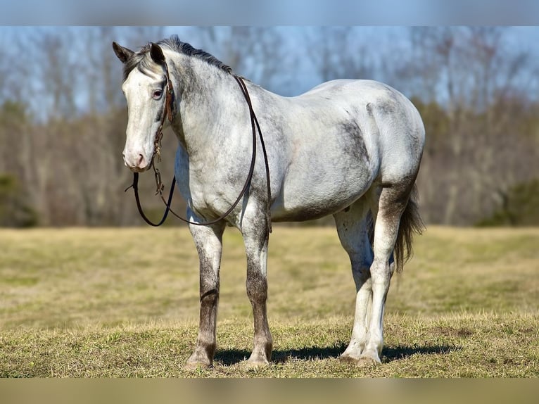 caballo de tiro Mestizo Caballo castrado 8 años 152 cm in Somerset, KY