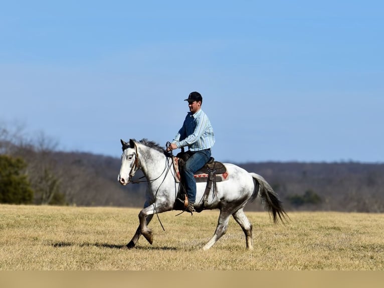 caballo de tiro Mestizo Caballo castrado 8 años 152 cm in Somerset, KY