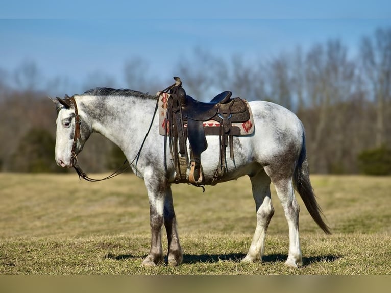 caballo de tiro Mestizo Caballo castrado 8 años 152 cm in Somerset, KY