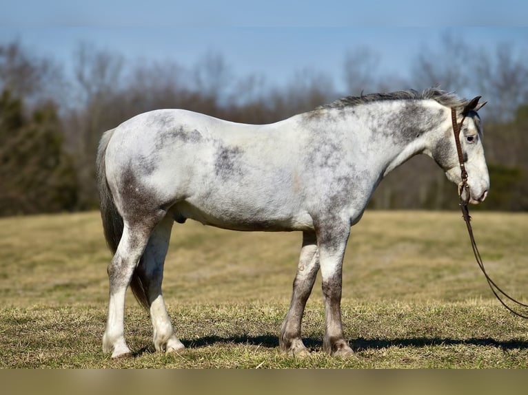 caballo de tiro Mestizo Caballo castrado 8 años 152 cm in Somerset, KY