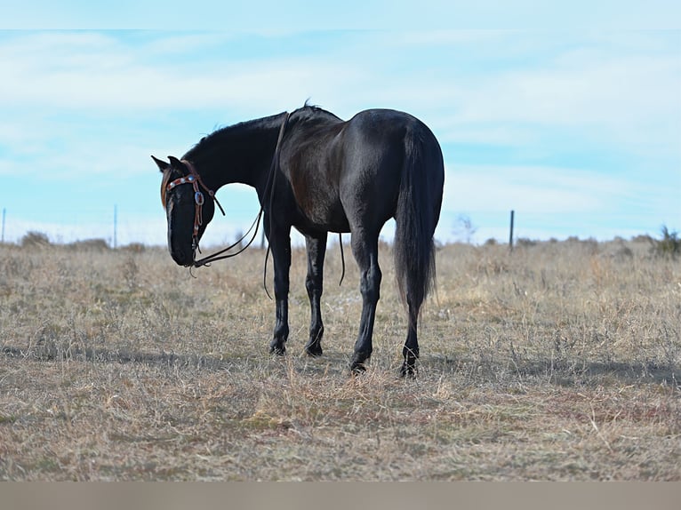 caballo de tiro Mestizo Caballo castrado 8 años 152 cm Negro in Chadron