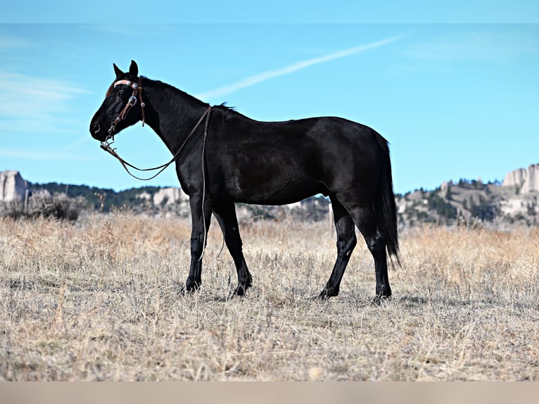 caballo de tiro Mestizo Caballo castrado 8 años 152 cm Negro in Chadron