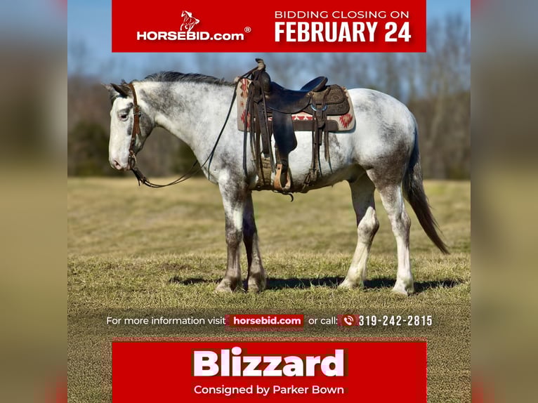 caballo de tiro Mestizo Caballo castrado 8 años 152 cm in Somerset, KY