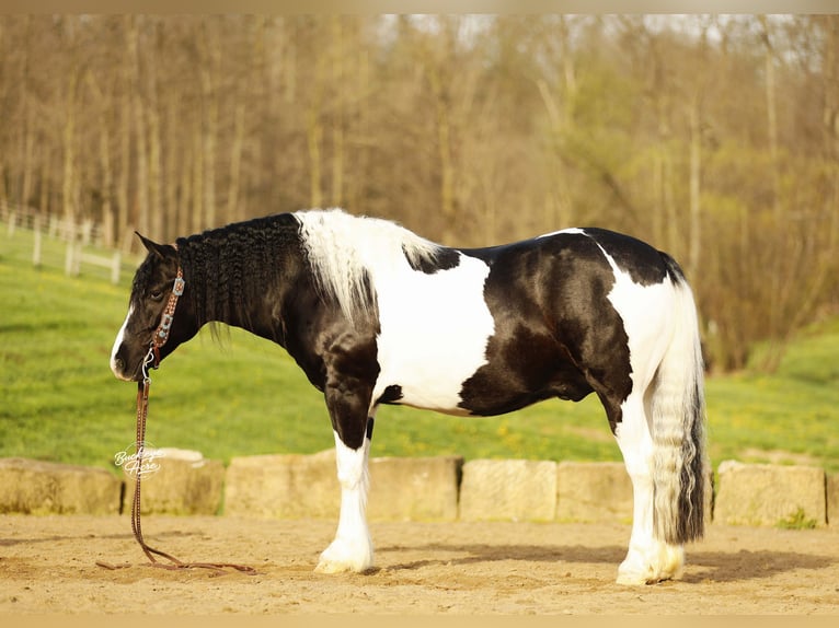 caballo de tiro Mestizo Caballo castrado 8 años 152 cm Tobiano-todas las-capas in Millersburg