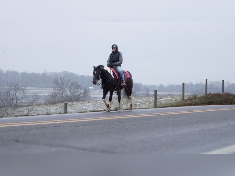 caballo de tiro Mestizo Caballo castrado 8 años 155 cm in Fredericksburg, OH