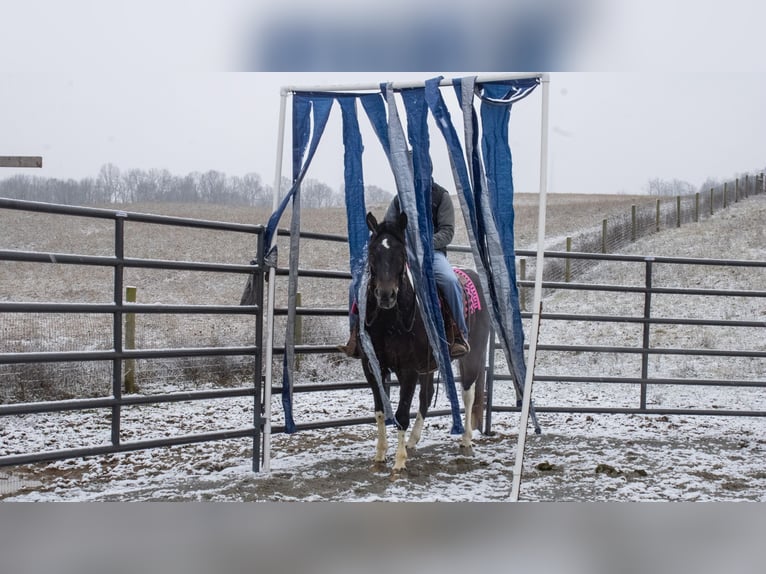 caballo de tiro Mestizo Caballo castrado 8 años 155 cm in Fredericksburg, OH