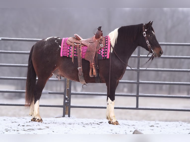 caballo de tiro Mestizo Caballo castrado 8 años 155 cm in Fredericksburg, OH