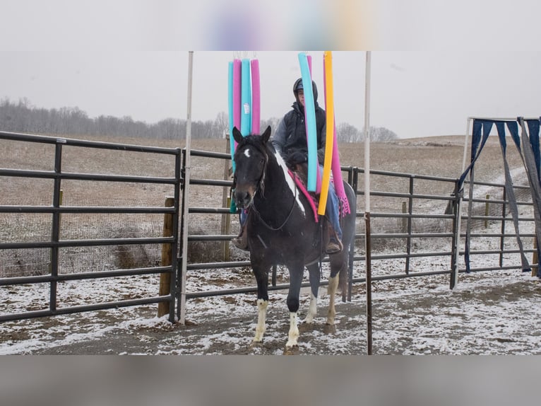 caballo de tiro Mestizo Caballo castrado 8 años 155 cm in Fredericksburg, OH