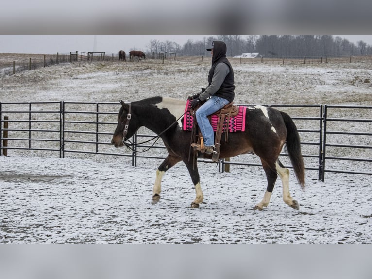 caballo de tiro Mestizo Caballo castrado 8 años 155 cm in Fredericksburg, OH