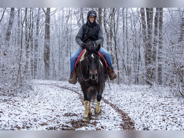 caballo de tiro Mestizo Caballo castrado 8 años 155 cm in Fredericksburg, OH