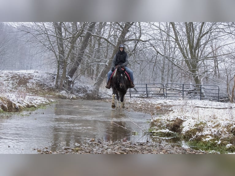 caballo de tiro Mestizo Caballo castrado 8 años 155 cm in Fredericksburg, OH