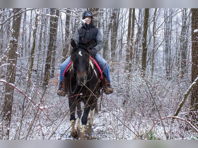 caballo de tiro Mestizo Caballo castrado 8 años 155 cm in Fredericksburg, OH