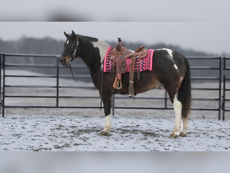 caballo de tiro Mestizo Caballo castrado 8 años 155 cm in Fredericksburg, OH