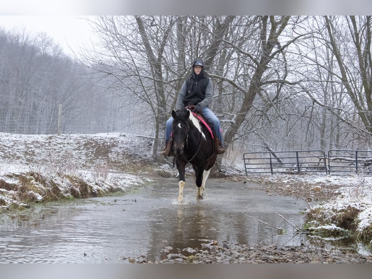 caballo de tiro Mestizo Caballo castrado 8 años 155 cm in Fredericksburg, OH