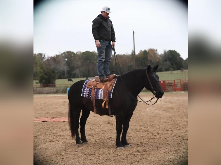 caballo de tiro Mestizo Caballo castrado 8 años 155 cm Negro in Grand Saline, TX
