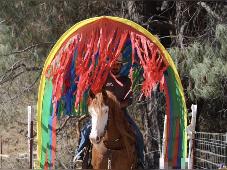 caballo de tiro Caballo castrado 8 años 155 cm Overo-todas las-capas in Paicines CA