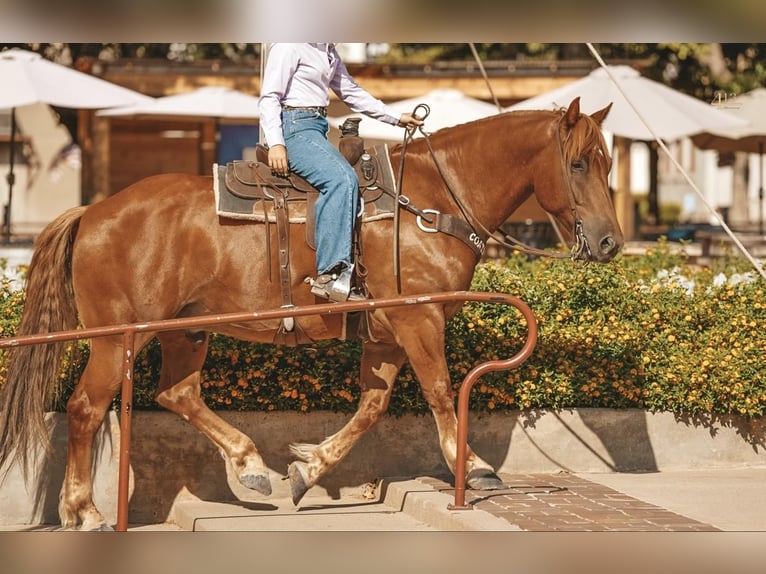 caballo de tiro Mestizo Caballo castrado 8 años 157 cm Alazán rojizo in Weatherford, TX