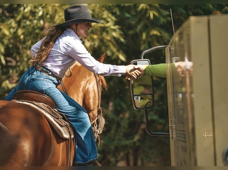 caballo de tiro Mestizo Caballo castrado 8 años 157 cm Alazán rojizo in Weatherford, TX