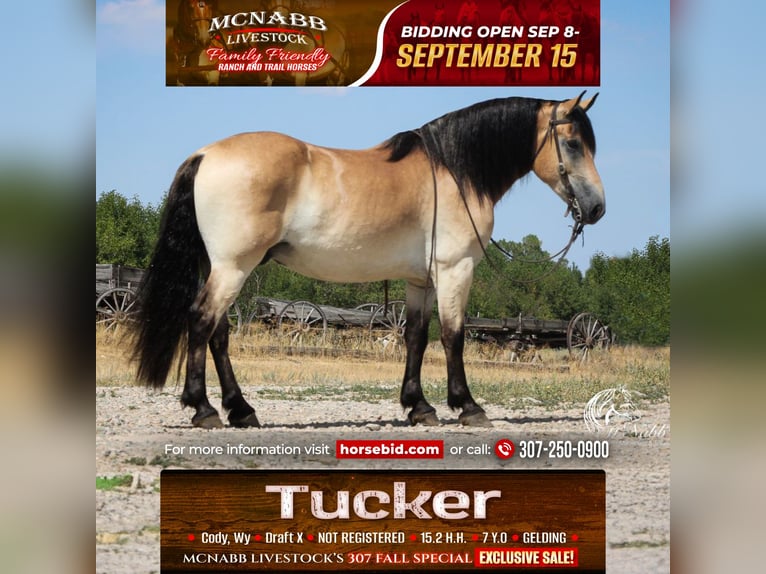 caballo de tiro Mestizo Caballo castrado 8 años 157 cm Buckskin/Bayo in Cody